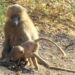¿Por qué algunas primates siguen llevando a su cría muerta? | Ciencia