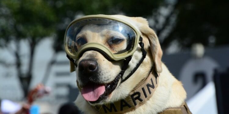 Muere Frida, la perrita rescatista de la Marina de México