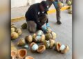 Confiscan en México 300 kilos de fentanilo ocultos en coco