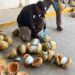 Confiscan en México 300 kilos de fentanilo ocultos en coco