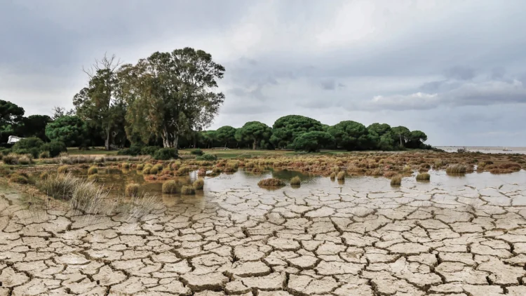 Amenaza cambio climático al sector agropecuario por aumento de temperatura – Columna Digital