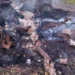 Camión Incendio Jornaleros Limón Apatzingán