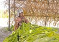 China lidera producción global de tabaco