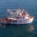 Continúa pesca ilegal de totoaba en Golfo de California.