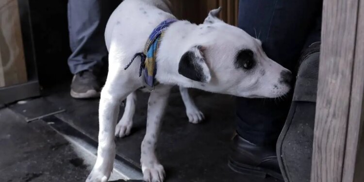Criaderos de perros alterados en Morelia.