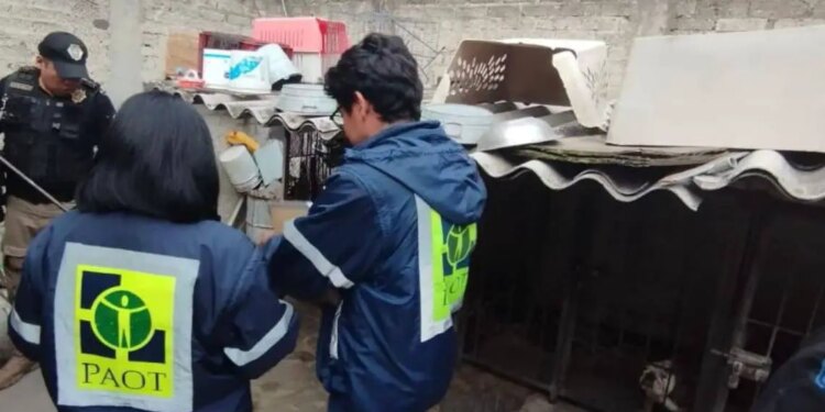 Esterilización para eliminar criaderos de perros