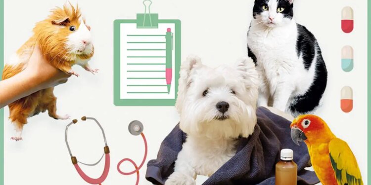 Expediente clínico digital para mascotas.