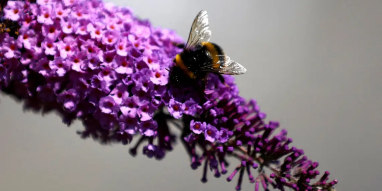 Importancia de las abejas en la alimentación.