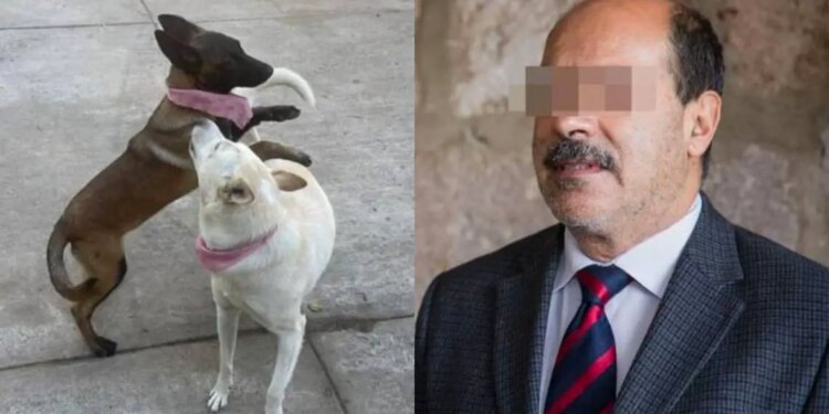 Imputan a alcalde de Tangancícuaro por muerte de perros.