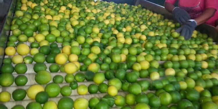 Limón más caro no afecta inflación