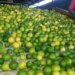Limón más caro no afecta inflación