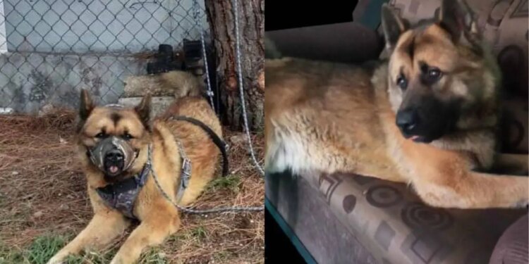 Pareja acusada de matar a perro guía queda libre - México.