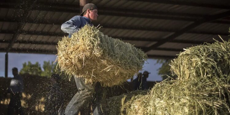 Remesas mexicanas y fortaleza del peso