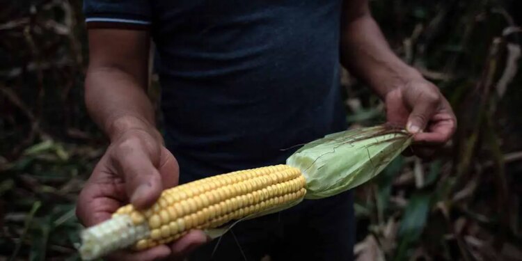USTR presenta panel T-MEC contra México