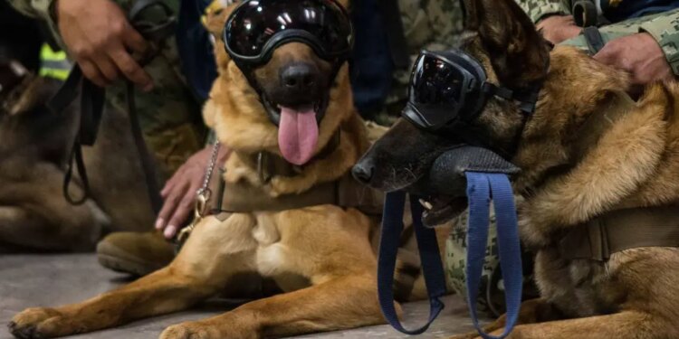 Asignan fondos a perros binomios - México