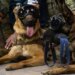 Asignan fondos a perros binomios - México