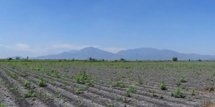 Desastre agrícola por prohibición de plaguicidas