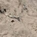Descubren restos en fosas clandestinas - Cd Juárez