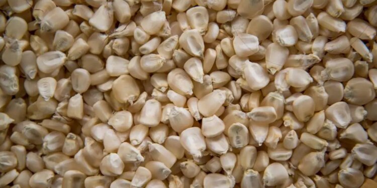 Finalizada adquisición millonaria de maíz blanco