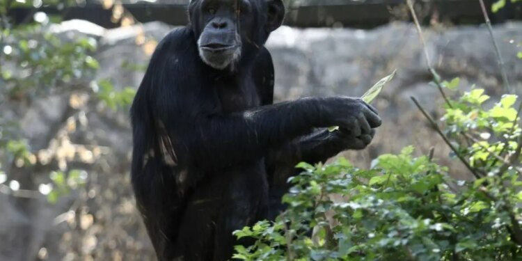 Investigación tras muerte de chimpancés.