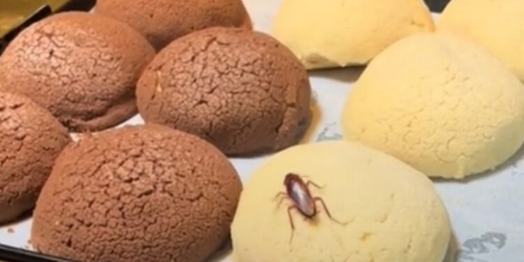 Tiktoker exhibe cucaracha en las conchas de una popular pastelería mexicana ¡VIDEO!