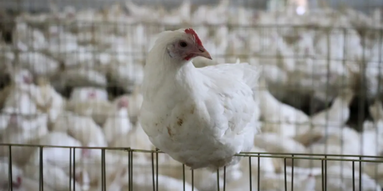 Aumento vigilancia influenza aviar México.