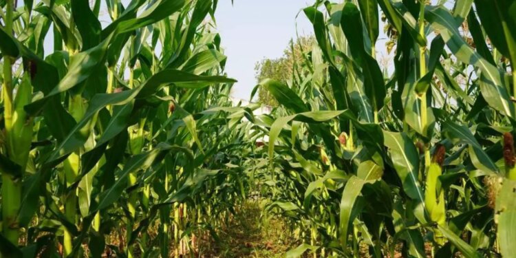 Caída de la producción de maíz en 2022 por falta de políticas