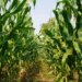 Caída de la producción de maíz en 2022 por falta de políticas