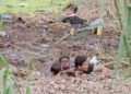 Mueren migrantes ahogados en zona fangosa al tratar de cruzar el río Bravo: VIDEO