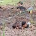 Mueren migrantes ahogados en zona fangosa al tratar de cruzar el río Bravo: DESGARRADOR VIDEO