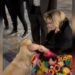 Aracely Arámbula tuvo un dulce gesto con un perrito callejero que conmovió a sus fans