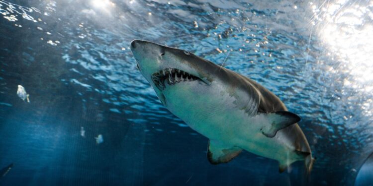 El desgarrador testimonio del director de mariachi al contar cómo fue el ataque de tiburón que mató a su hija