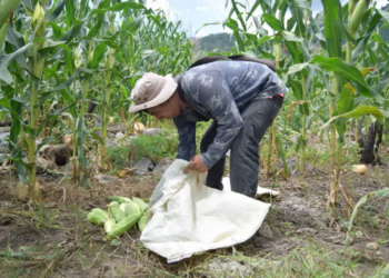 Producción de granos básicos en riesgo.