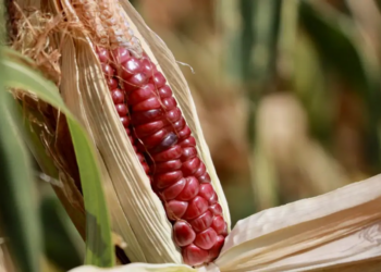 Disputa por maíz transgénico se resolverá pronto: Encinas