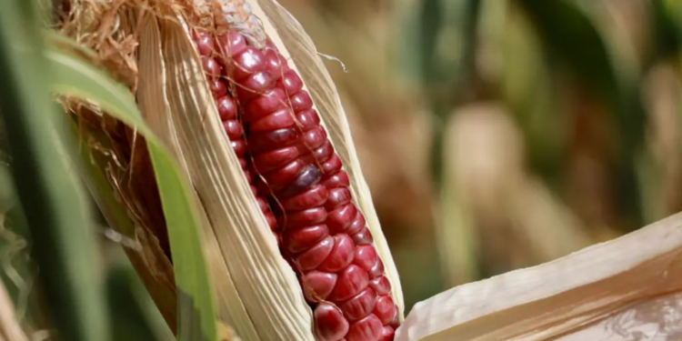 Disputa por maíz transgénico se resolverá pronto: Encinas