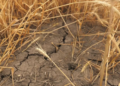 Sequía impacta sector rural en México.