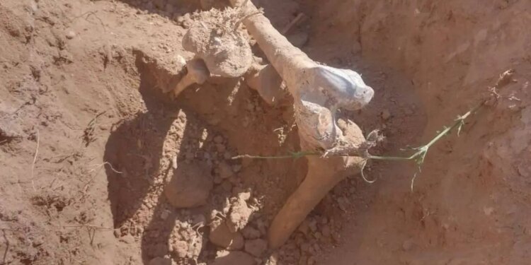 Descubrimiento de cuerpos en Tamaulipas.