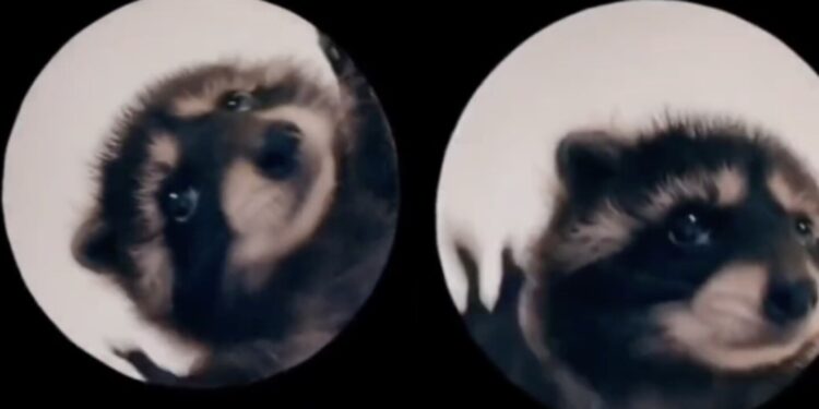 Esta es la clásica canción de Raffaella Carrá que dio origen al mapache 'Pedro' y se convirtió en un fenómeno viral