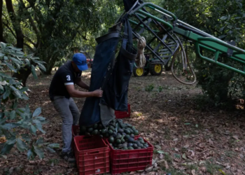 Productores demandan prohibición de glifosato