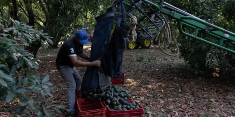 Productores demandan prohibición de glifosato