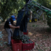 Productores demandan prohibición de glifosato