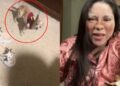 Un perrito chihuahua 'se emborrachó' con tequila y el video viral indignó a los usuarios