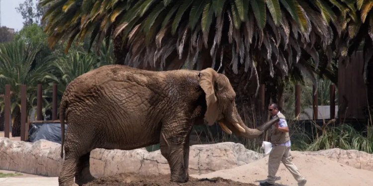 Activistas busuan reubicar elefanta Ely por salud