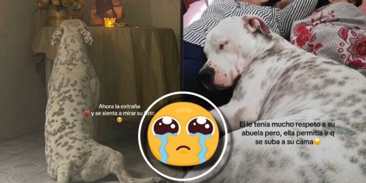El triste VIDEO viral de un perrito que llora por la muerte de su dueña: 'Escuchen el final'