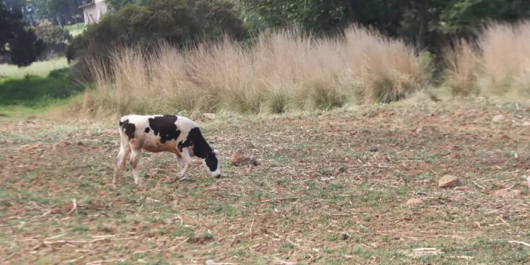 PIB agro cae 2.5% en abril.