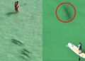 el momento exacto en el que un tiburón apareció en la playa de Florida cerca de los bañistas