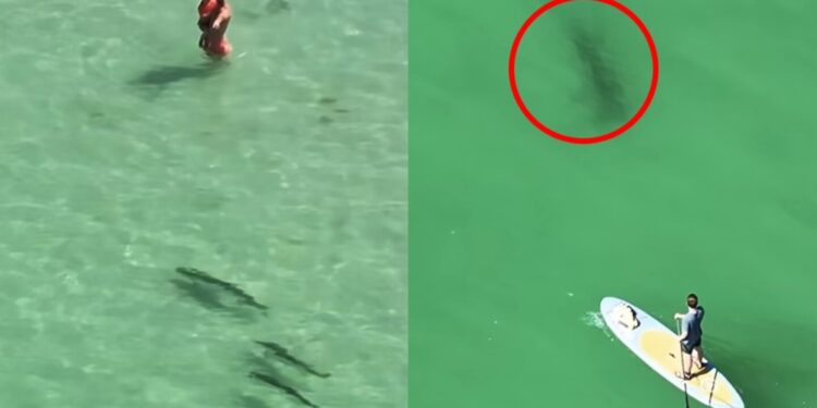 el momento exacto en el que un tiburón apareció en la playa de Florida cerca de los bañistas