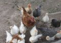 ¿Pandemia de gripe aviar (H5N2)?