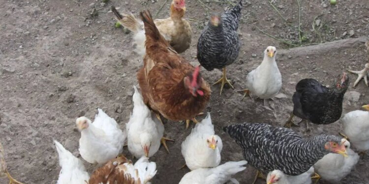 ¿Pandemia de gripe aviar (H5N2)?