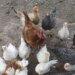 ¿Pandemia de gripe aviar (H5N2)?